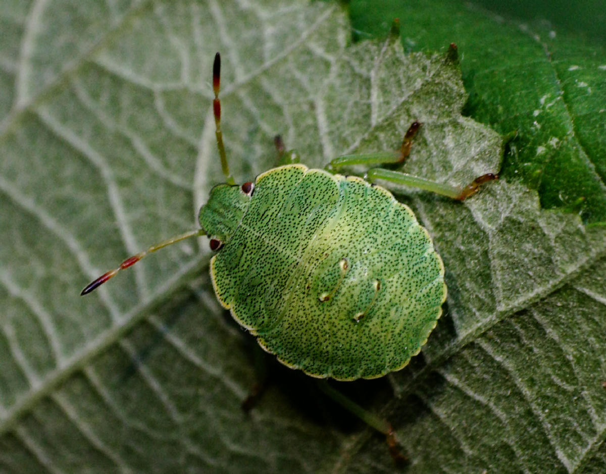 Palomena prasina - neanide